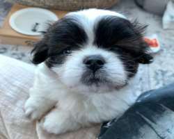 Chailee has also adopted a dog in her home. She named the dog Tofu